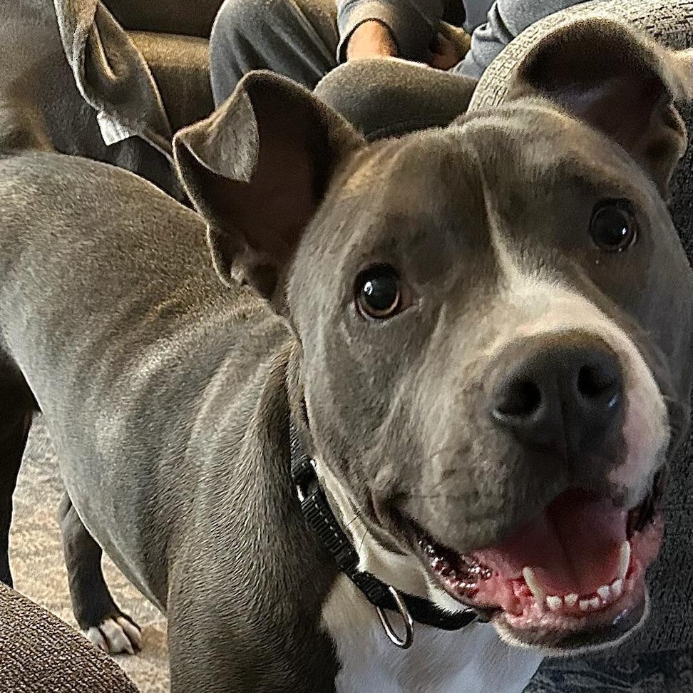 Porker, Adult Male American Staffordshire Terrier