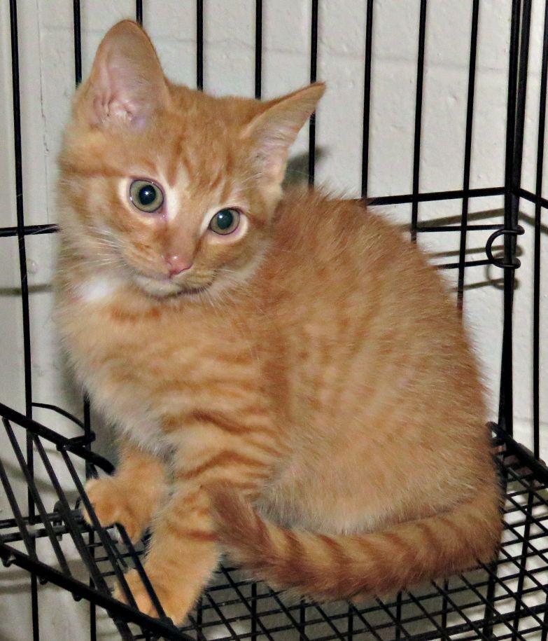 Enlarge Edwardo, a Adopted mixed breed in Lexington, VA image 1/1