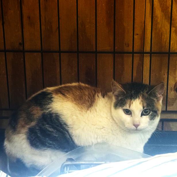 BONDED PAIR - The Princess Bride & Countess Rugen, a Adoptable Domestic Short Hair in Fair Haven, VT image 2/2
