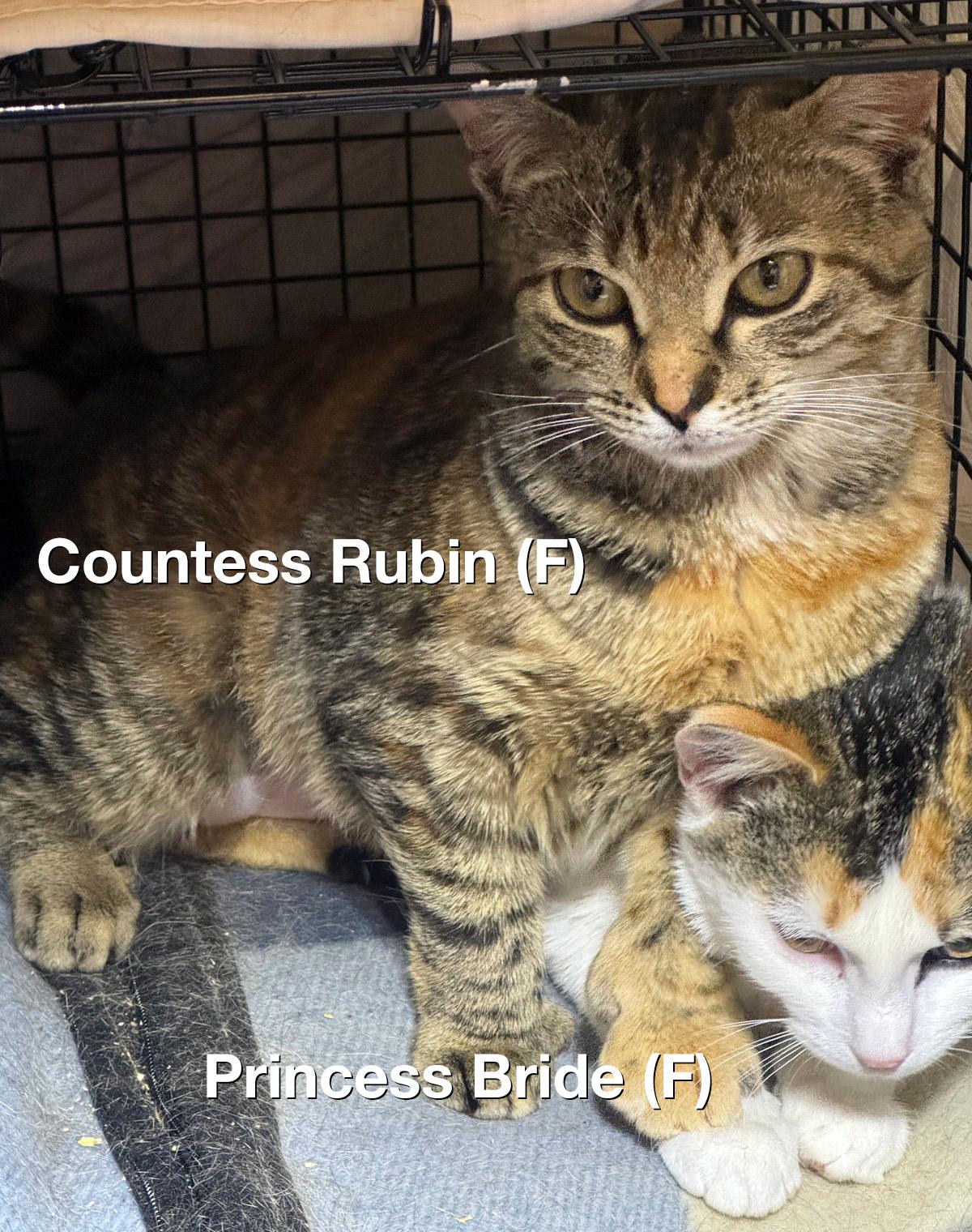 BONDED PAIR - The Princess Bride & Countess Rugen