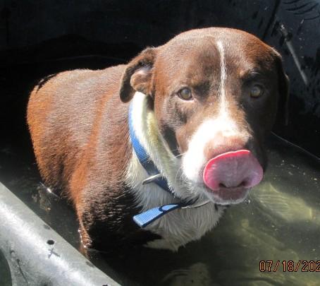 Enlarge Chanco, a Adoptable Retriever in Frederick, MD image 2/4