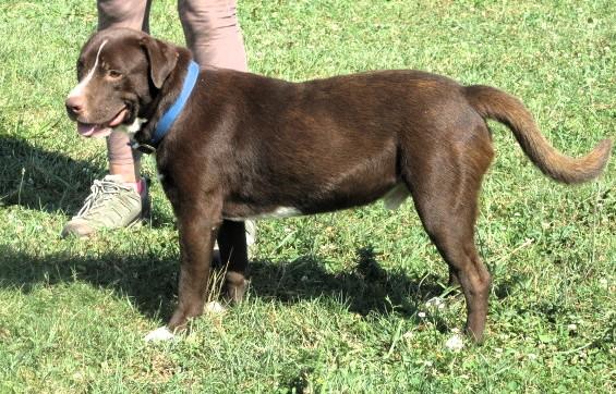 Enlarge Chanco, a Adoptable Retriever in Frederick, MD image 3/4