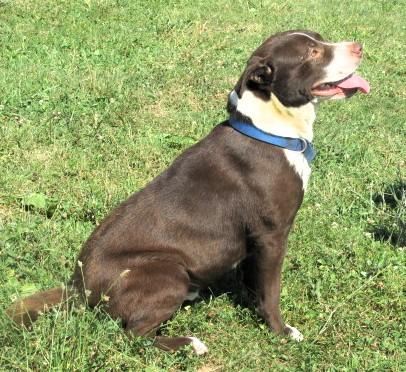 Enlarge Chanco, a Adoptable Retriever in Frederick, MD image 4/4