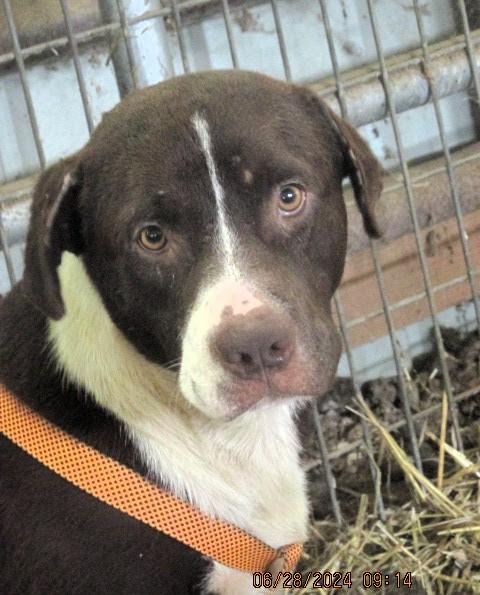 Enlarge Chanco, a Adoptable Retriever in Frederick, MD image 1/4
