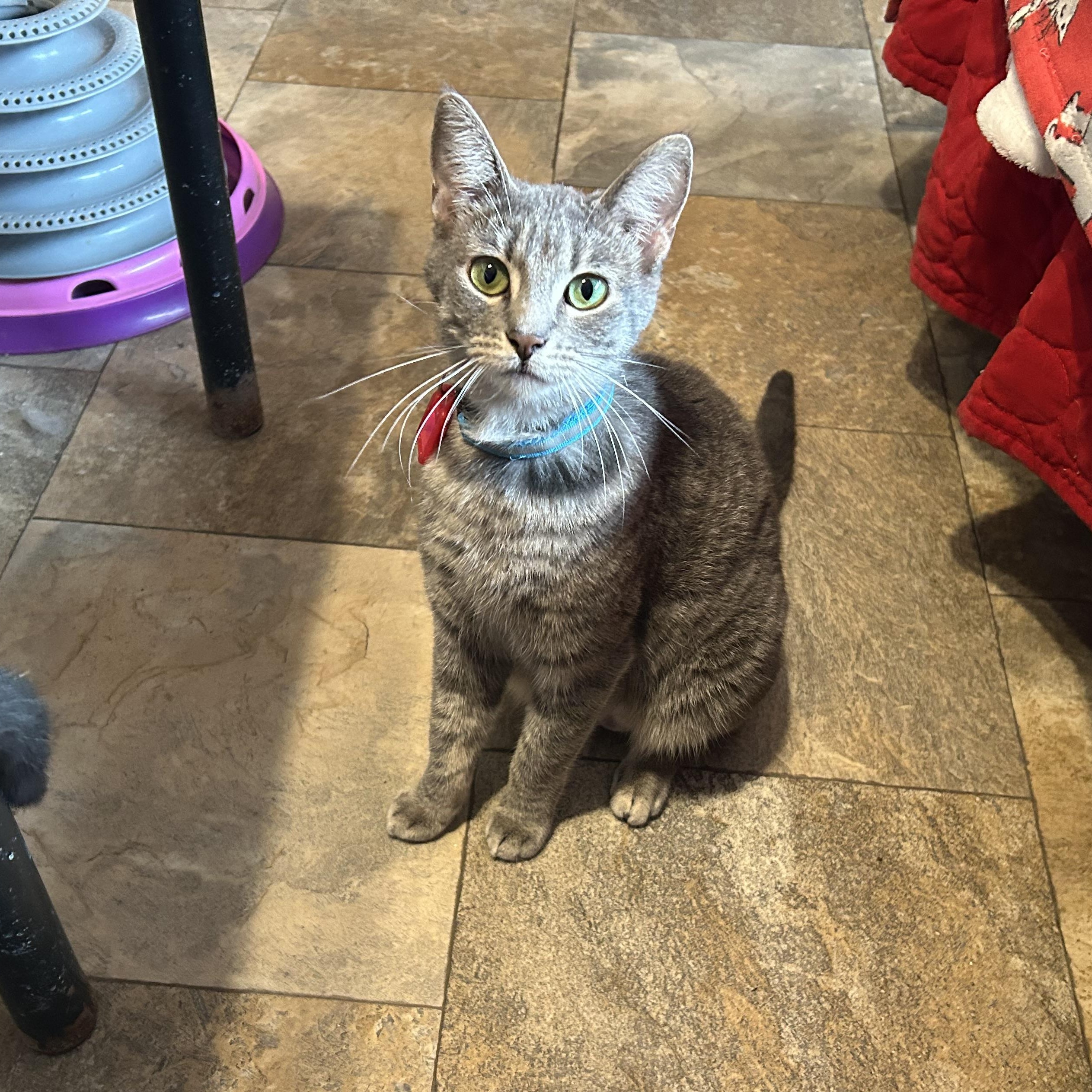 Gondolala, Adoptable, Adult Female Domestic Short Hair.