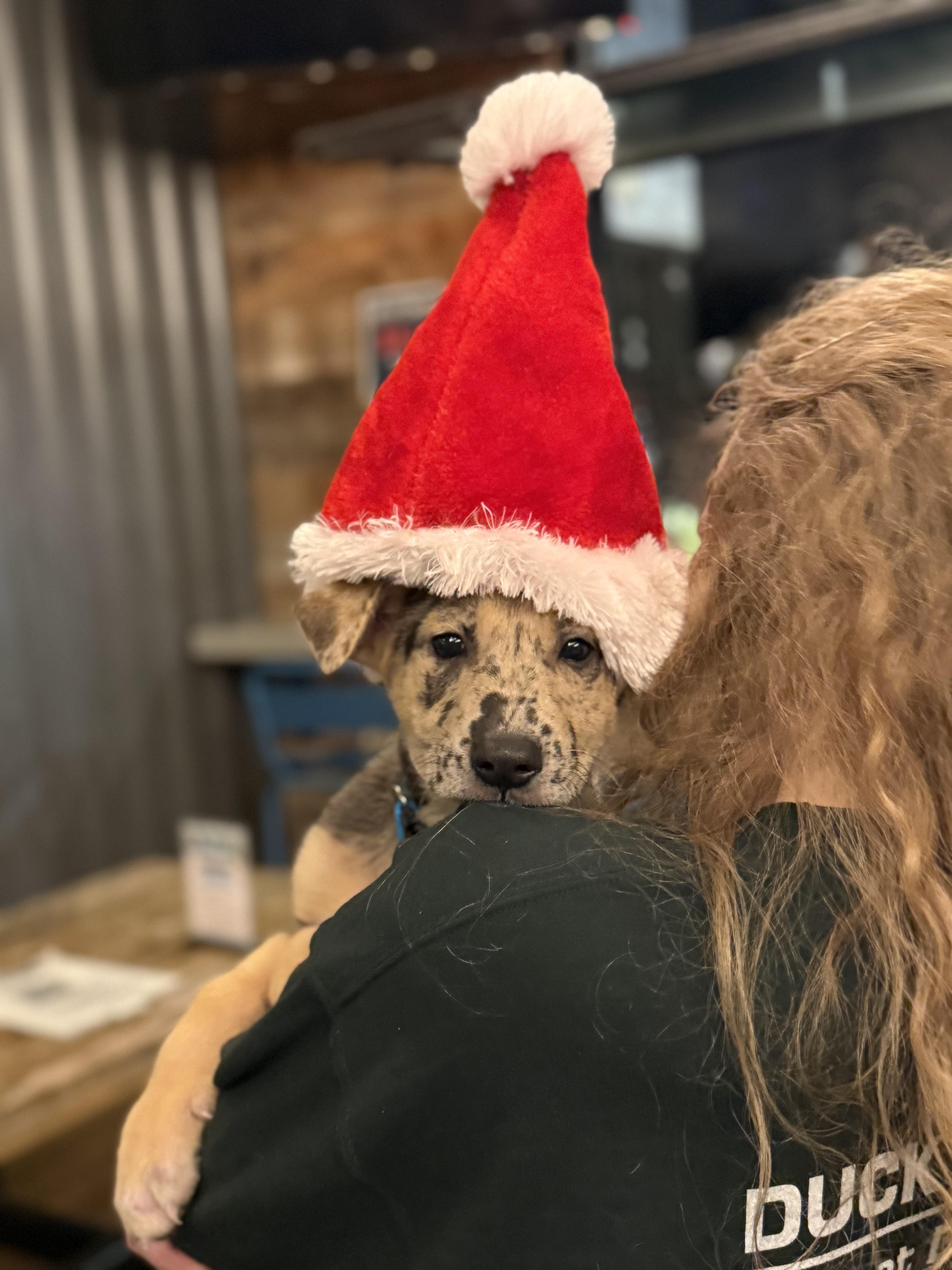 Gaston, a Adoptable mixed breed in Dallas, TX image 6/6