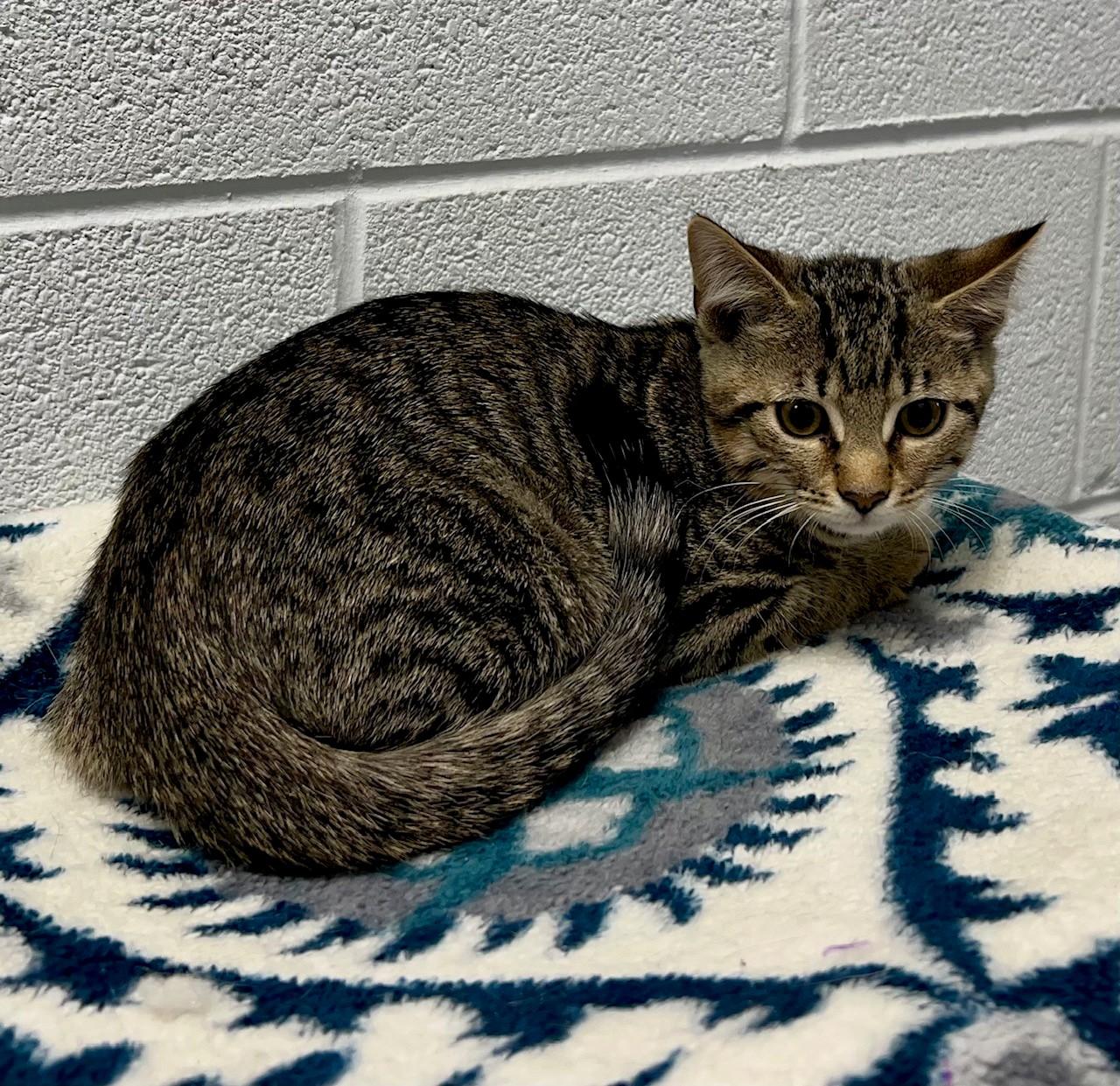 Enlarge Toffee, an adopted Domestic Short Hair in Edinburg, VA image 1/1