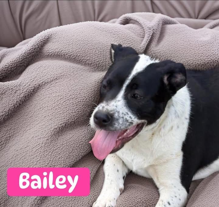 Bailey, a ADOPTABLE mixed breed in Woodbury, NJ image 2/3