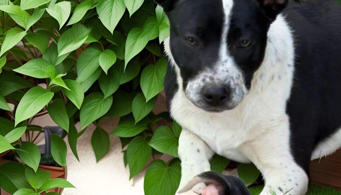 Enlarge Bailey, a ADOPTABLE mixed breed in Woodbury, NJ image 6/6