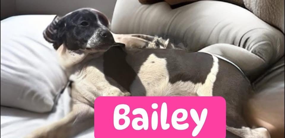 Bailey, a ADOPTABLE mixed breed in Woodbury, NJ image 3/3