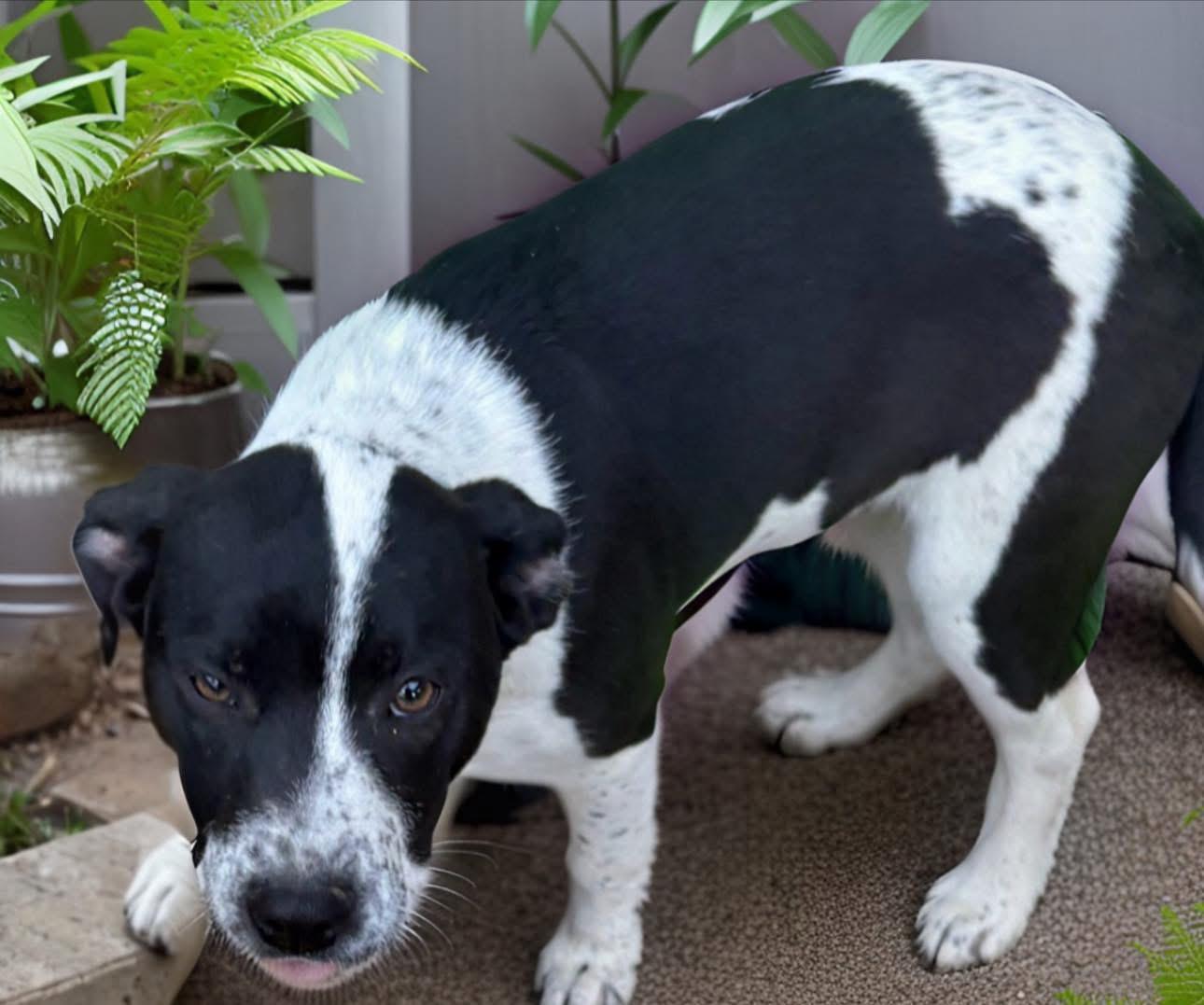 Bailey, ADOPTABLE, Puppy Female Australian Cattle Dog / Blue Heeler & Labrador Retriever.