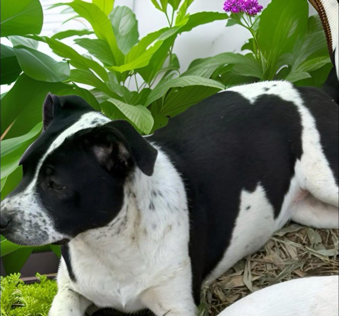 Enlarge Bailey, a ADOPTABLE mixed breed in Woodbury, NJ image 2/6