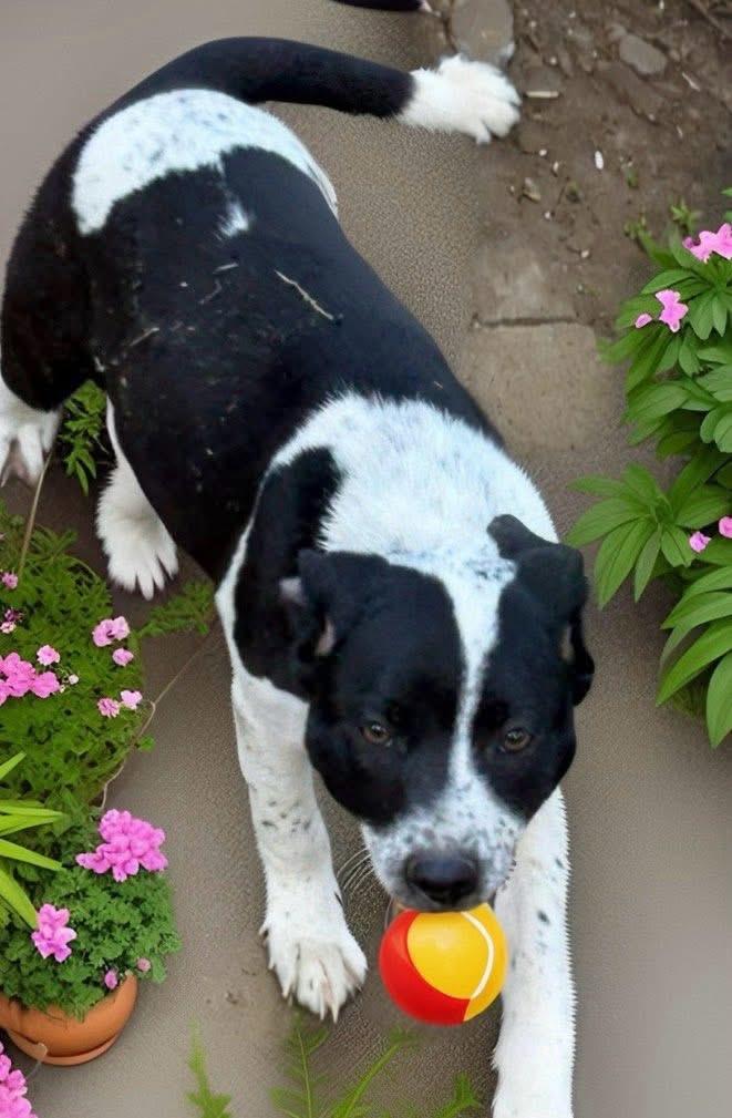 Enlarge Bailey, a ADOPTABLE mixed breed in Woodbury, NJ image 5/6