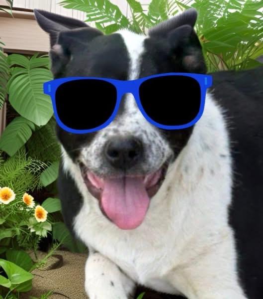 Enlarge Bailey, a ADOPTABLE mixed breed in Woodbury, NJ image 4/6