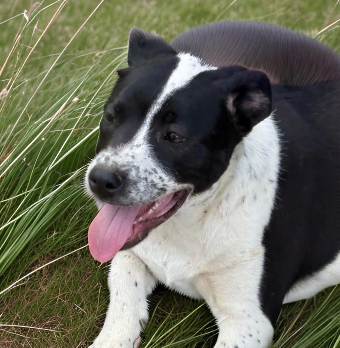 Bailey, ADOPTABLE, Puppy Female Australian Cattle Dog / Blue Heeler & Labrador Retriever.