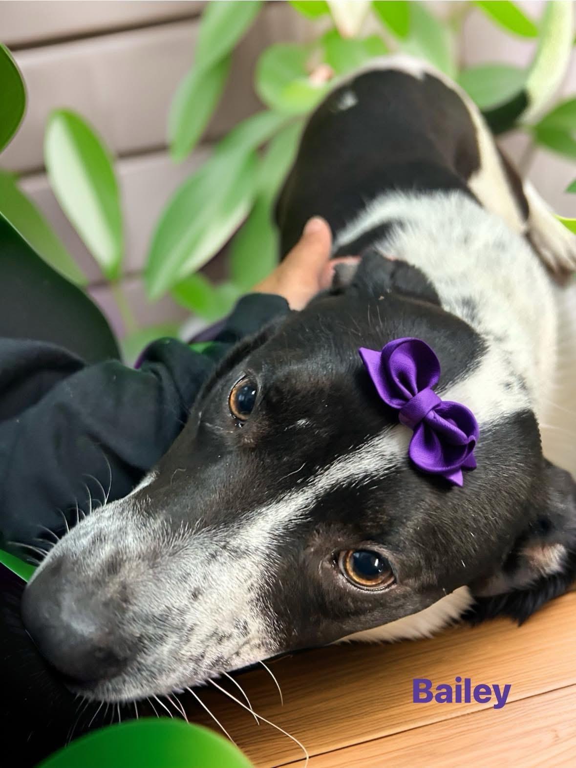 Enlarge Bailey, a ADOPTABLE mixed breed in Woodbury, NJ image 3/6