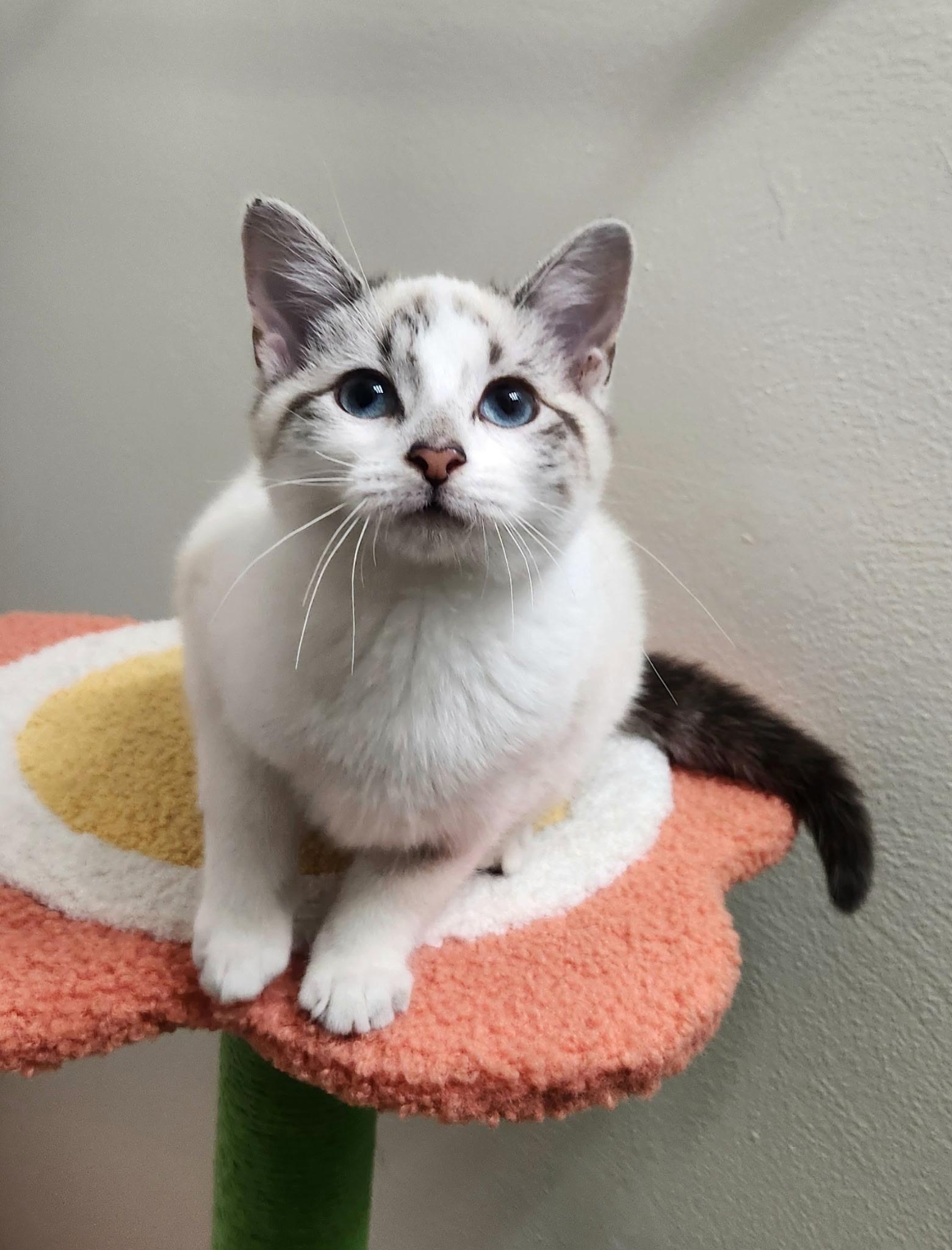 Cindy , a ADOPTABLE mixed breed image 1/2