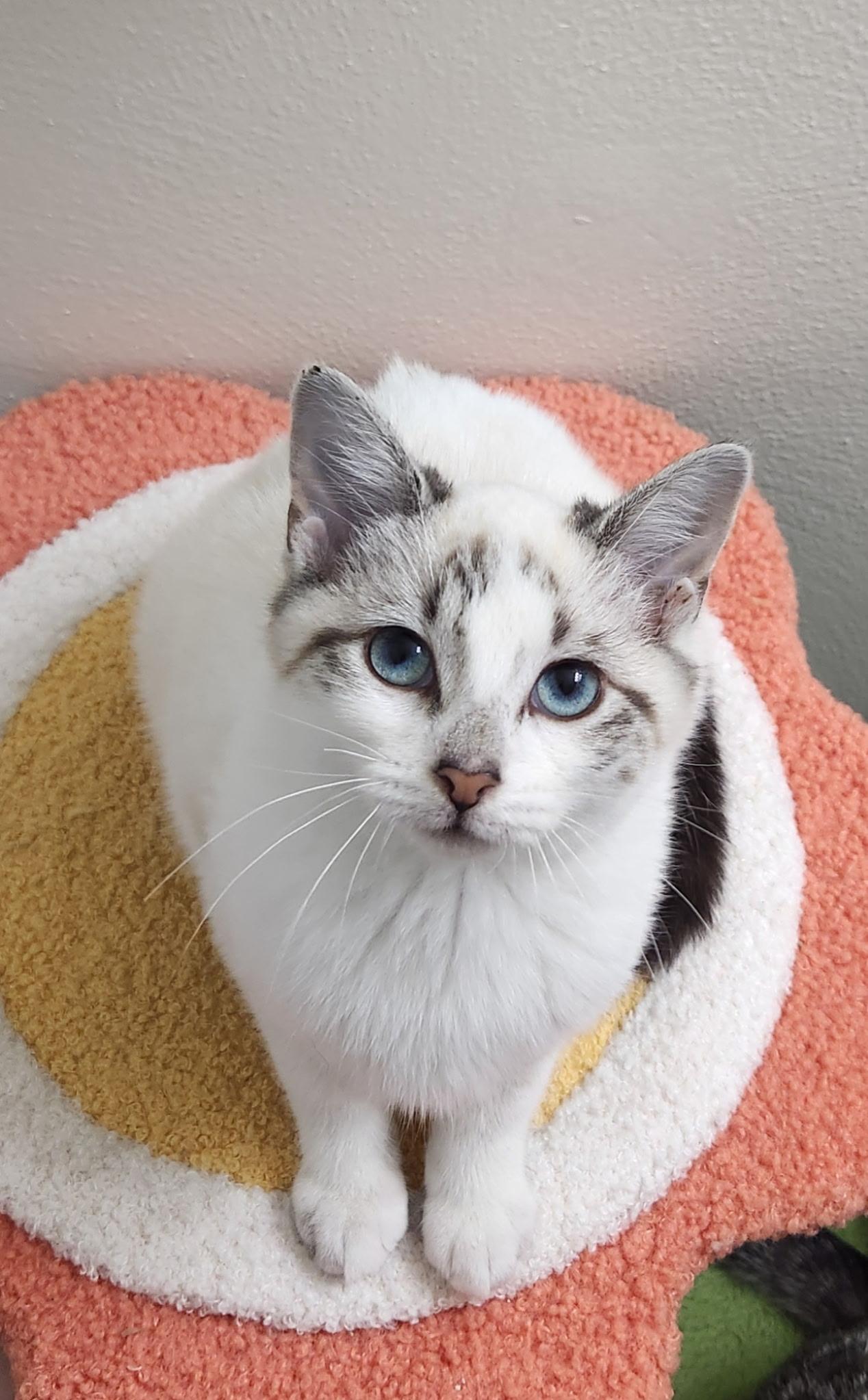 Cindy , a ADOPTABLE mixed breed image 2/2