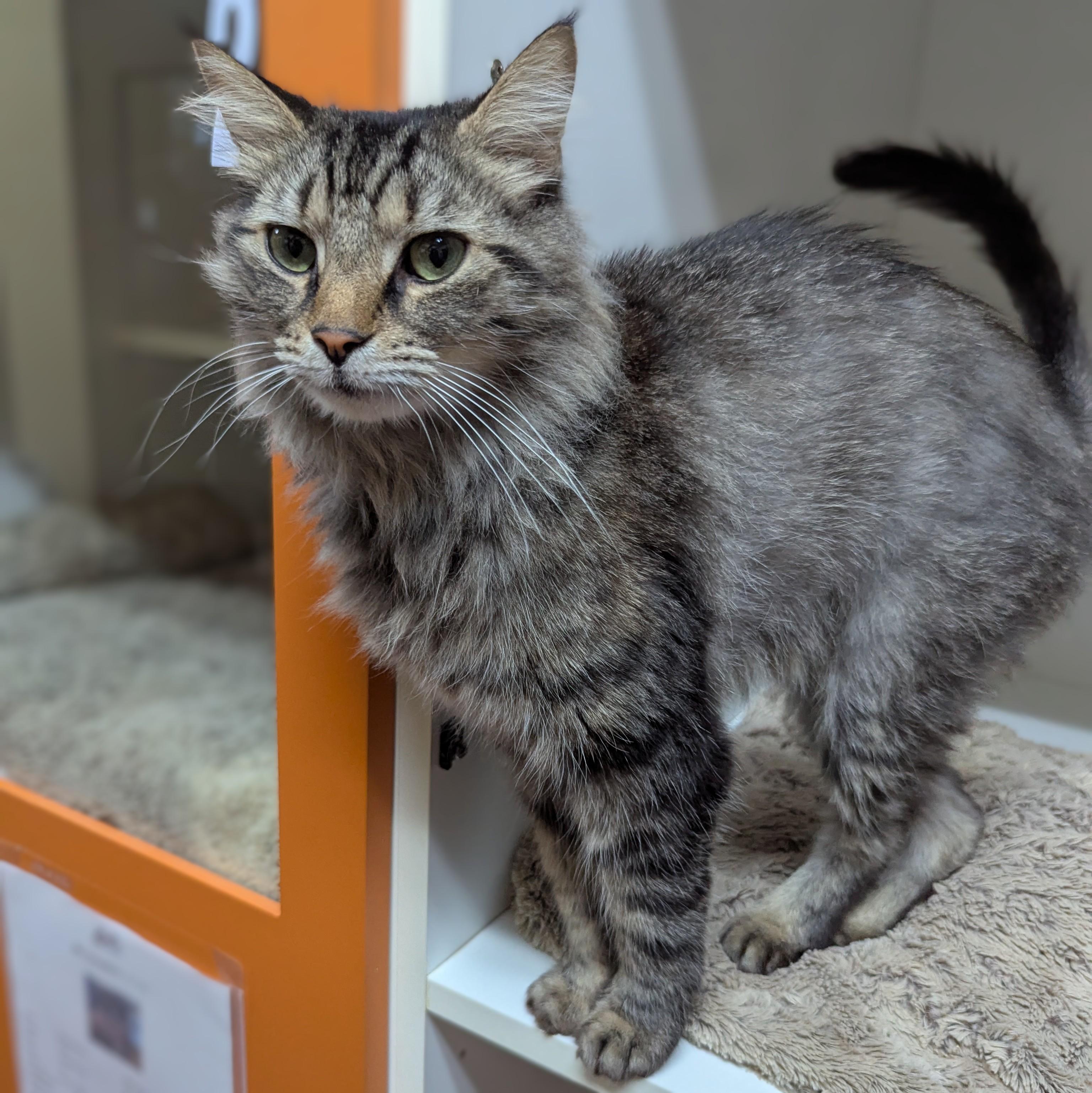 Edward, ADOPTABLE, Adult Male Domestic Medium Hair.