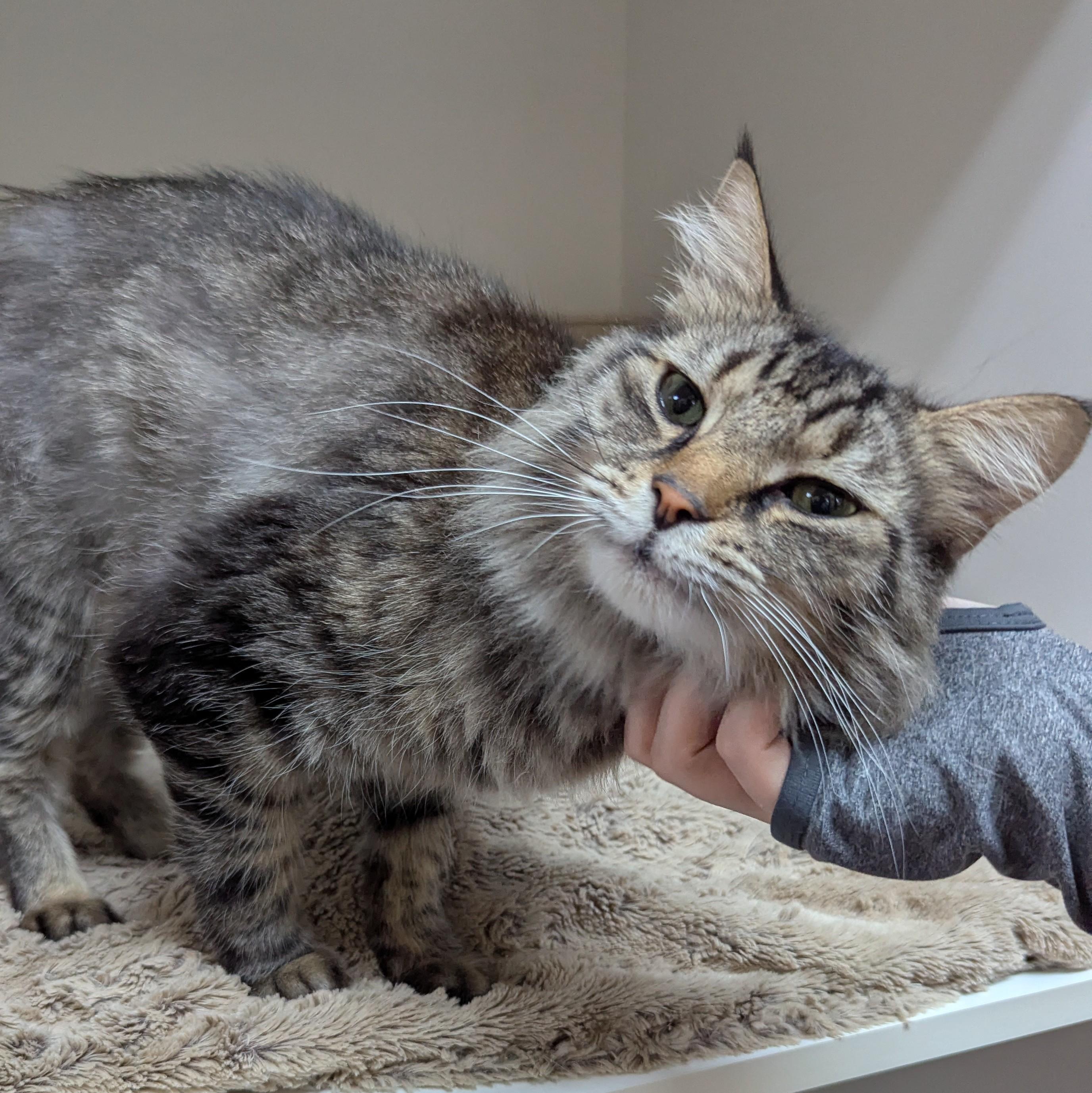 Enlarge Edward, a ADOPTABLE Domestic Medium Hair in Accident, MD image 3/4