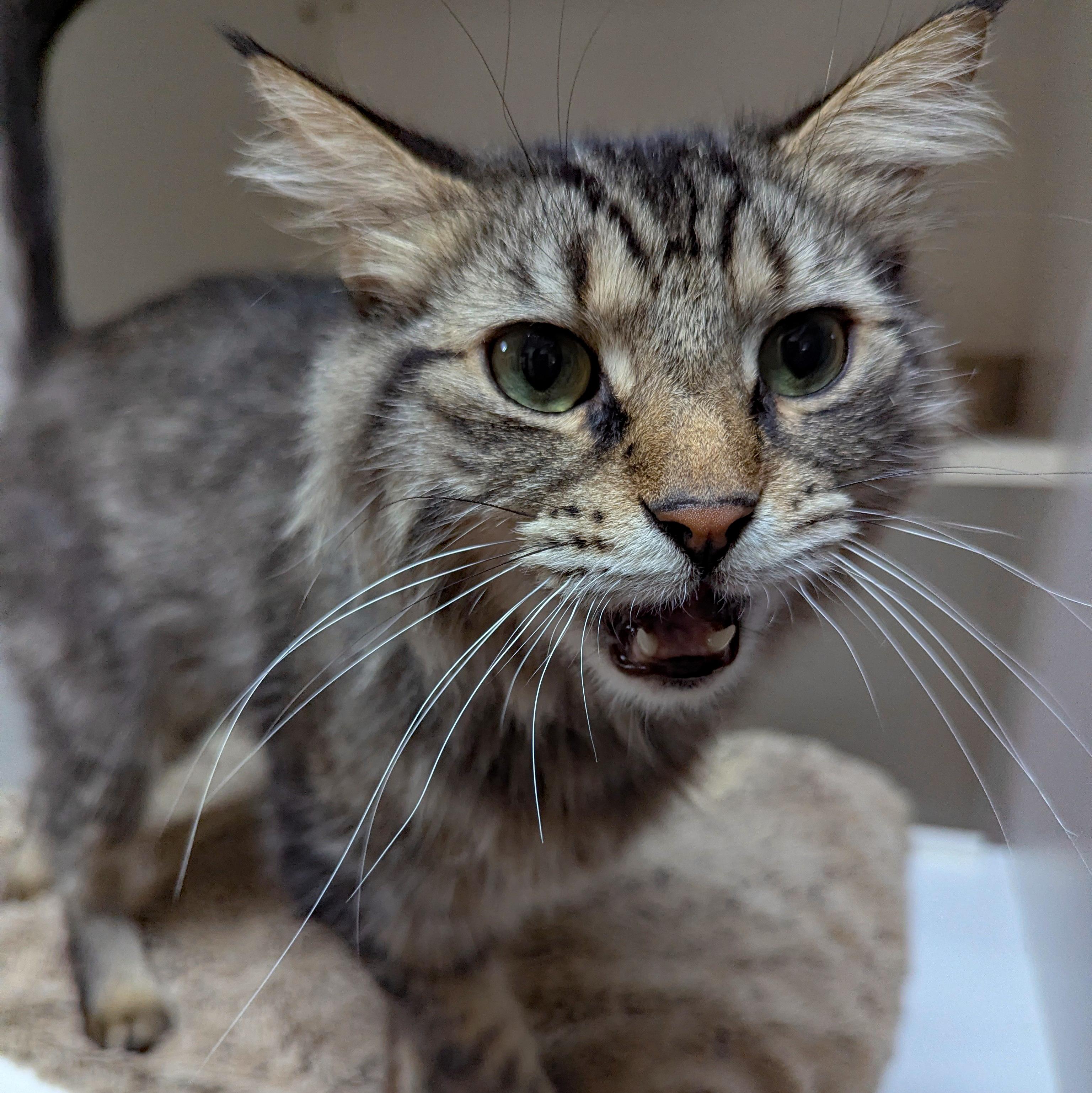 Enlarge Edward, a ADOPTABLE Domestic Medium Hair in Accident, MD image 4/4