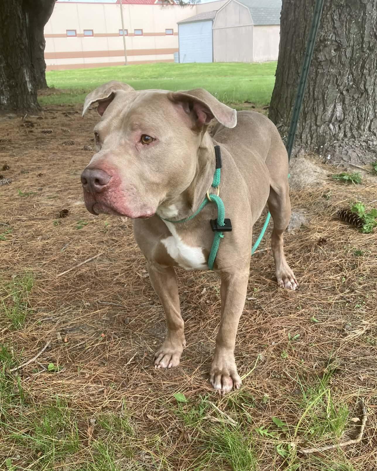 Enlarge Echo, a ADOPTABLE mixed breed in Springfield, IL image 2/3