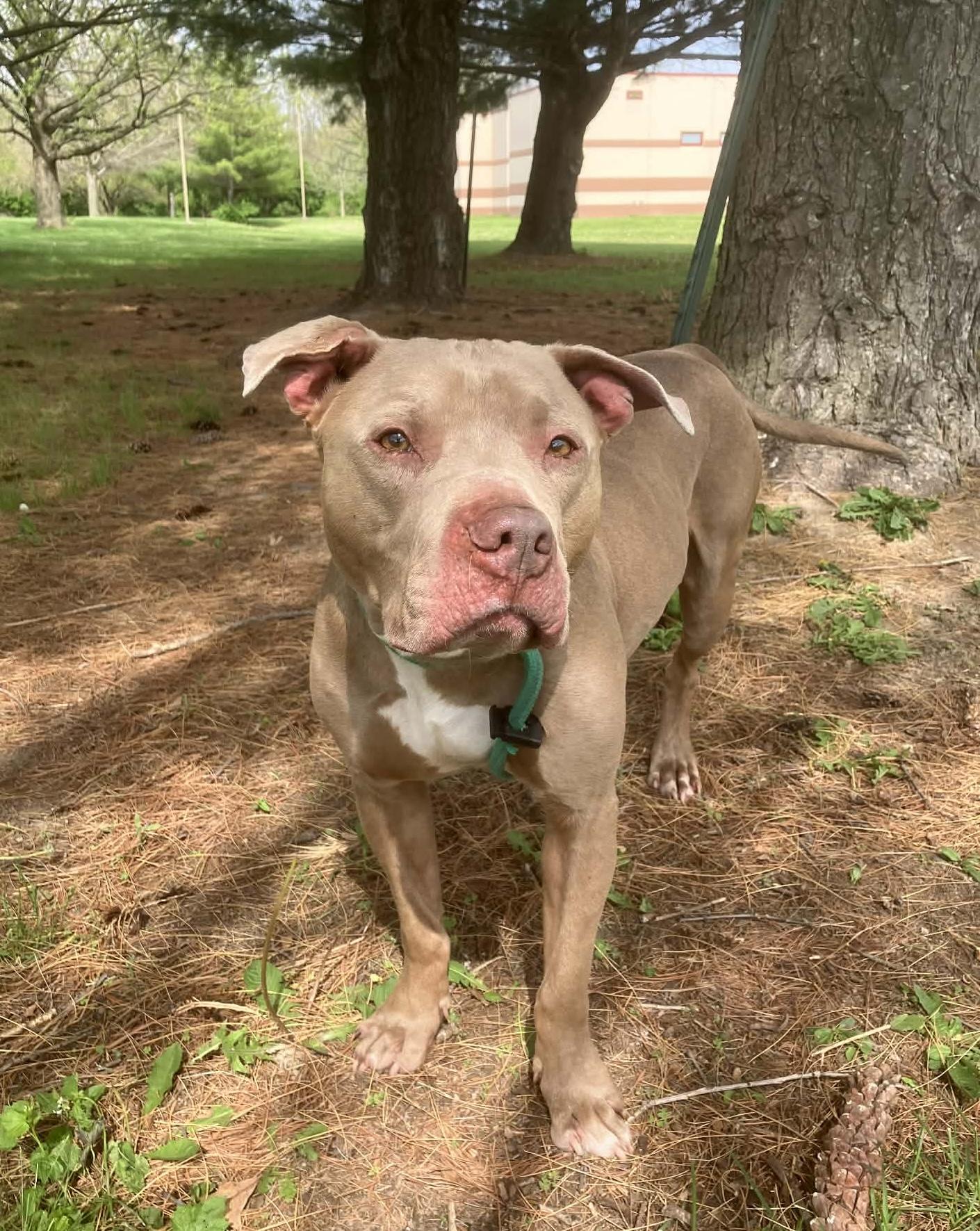 Enlarge Echo, a ADOPTABLE mixed breed in Springfield, IL image 3/3