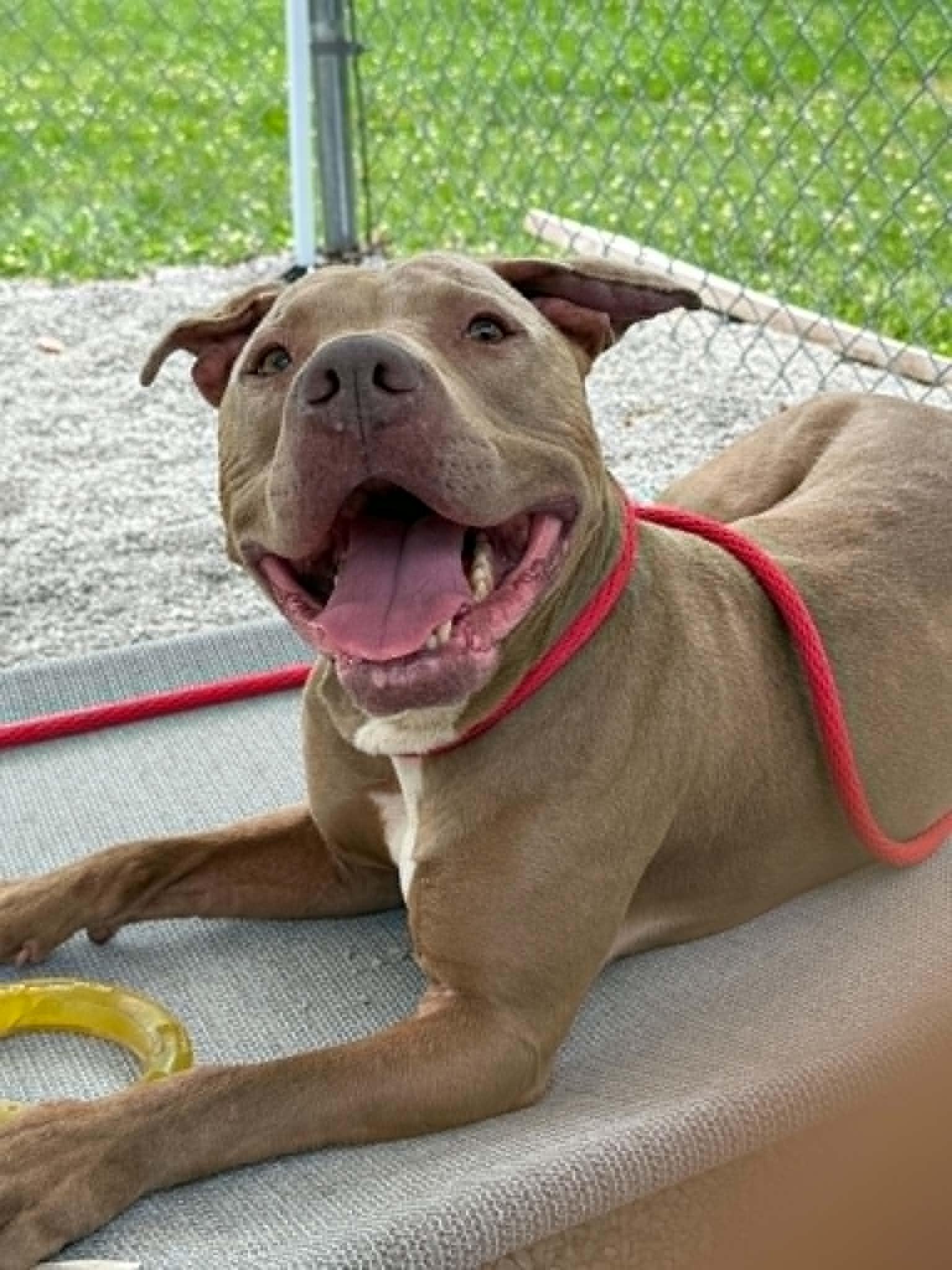 Echo, ADOPTABLE, Adult Male Pit Bull Terrier.