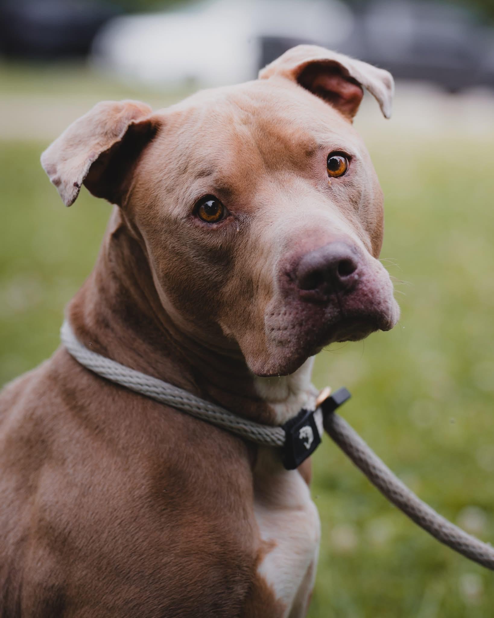 Echo, ADOPTABLE, Adult Male Pit Bull Terrier.