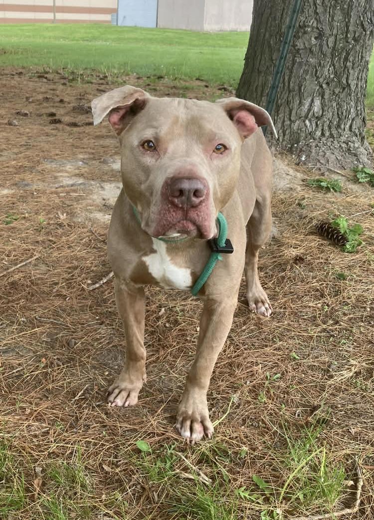 Echo, ADOPTABLE, Adult Male Pit Bull Terrier.