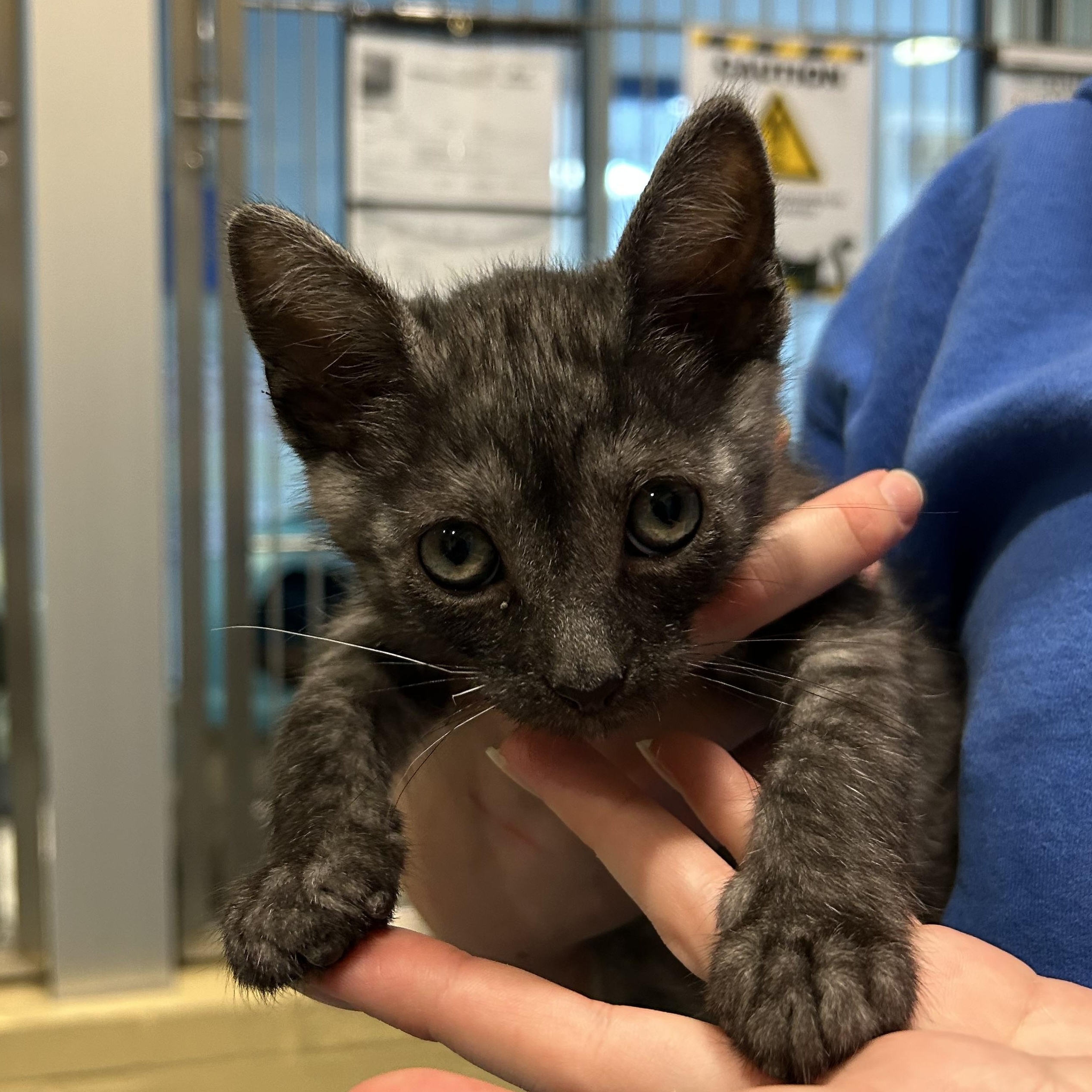 Enlarge Tarragon , an adopted Domestic Short Hair in Charleston, SC image 1/1