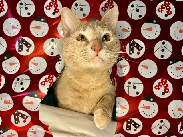 Enlarge Bones (Fluffy's Brother), a Adopted Tabby in Egg Harbor City, NJ image 1/2