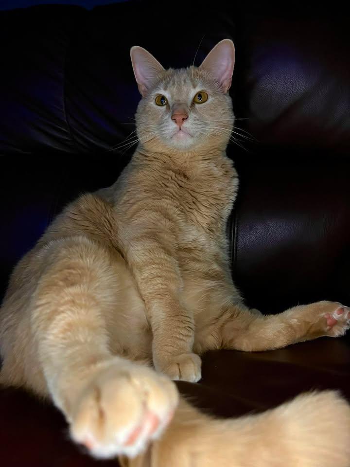 Enlarge Bones (Fluffy's Brother), a Adopted Tabby in Egg Harbor City, NJ image 2/2