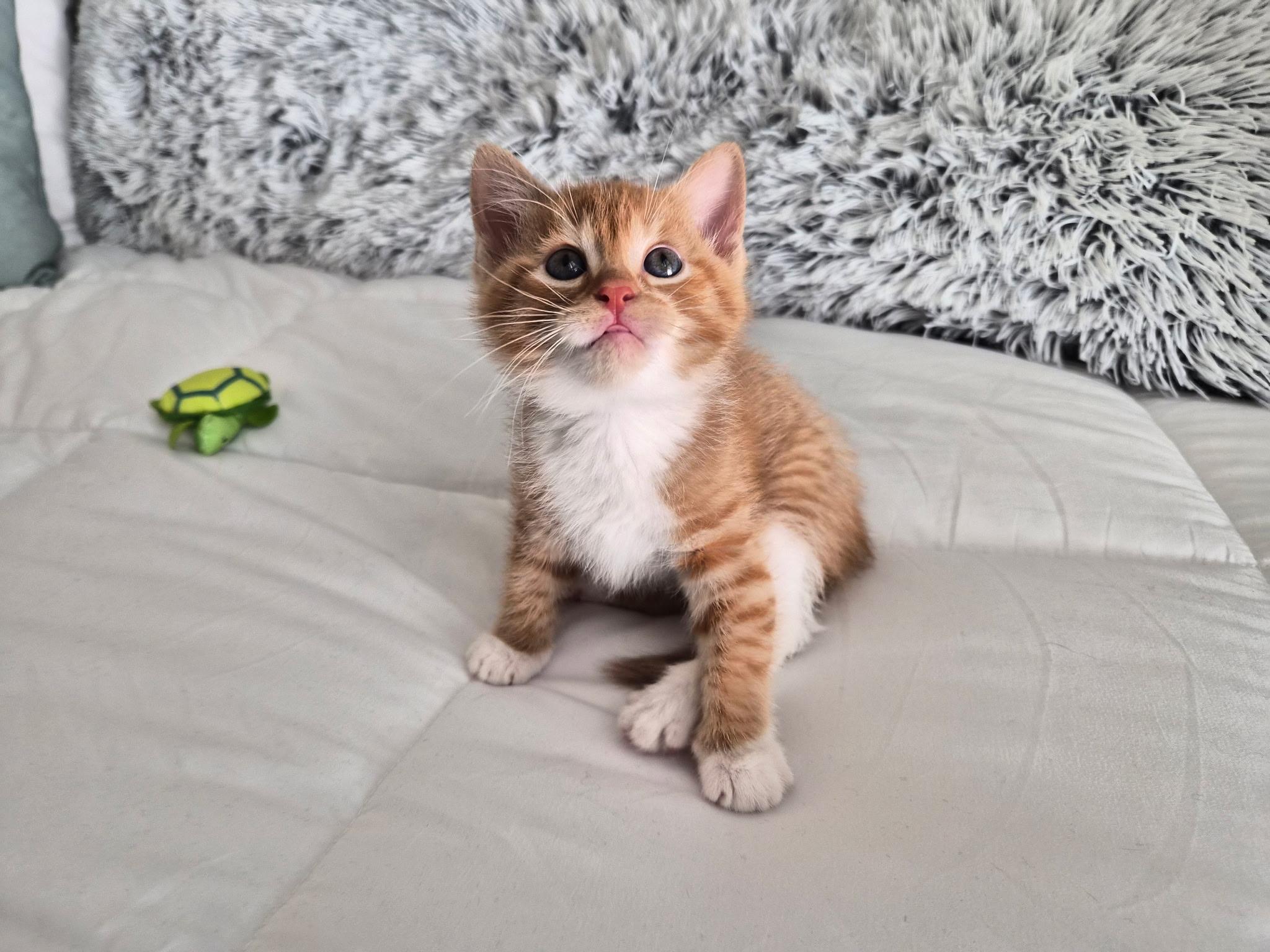 Fanta, an adopted mixed breed in San Antonio, TX image 4/4