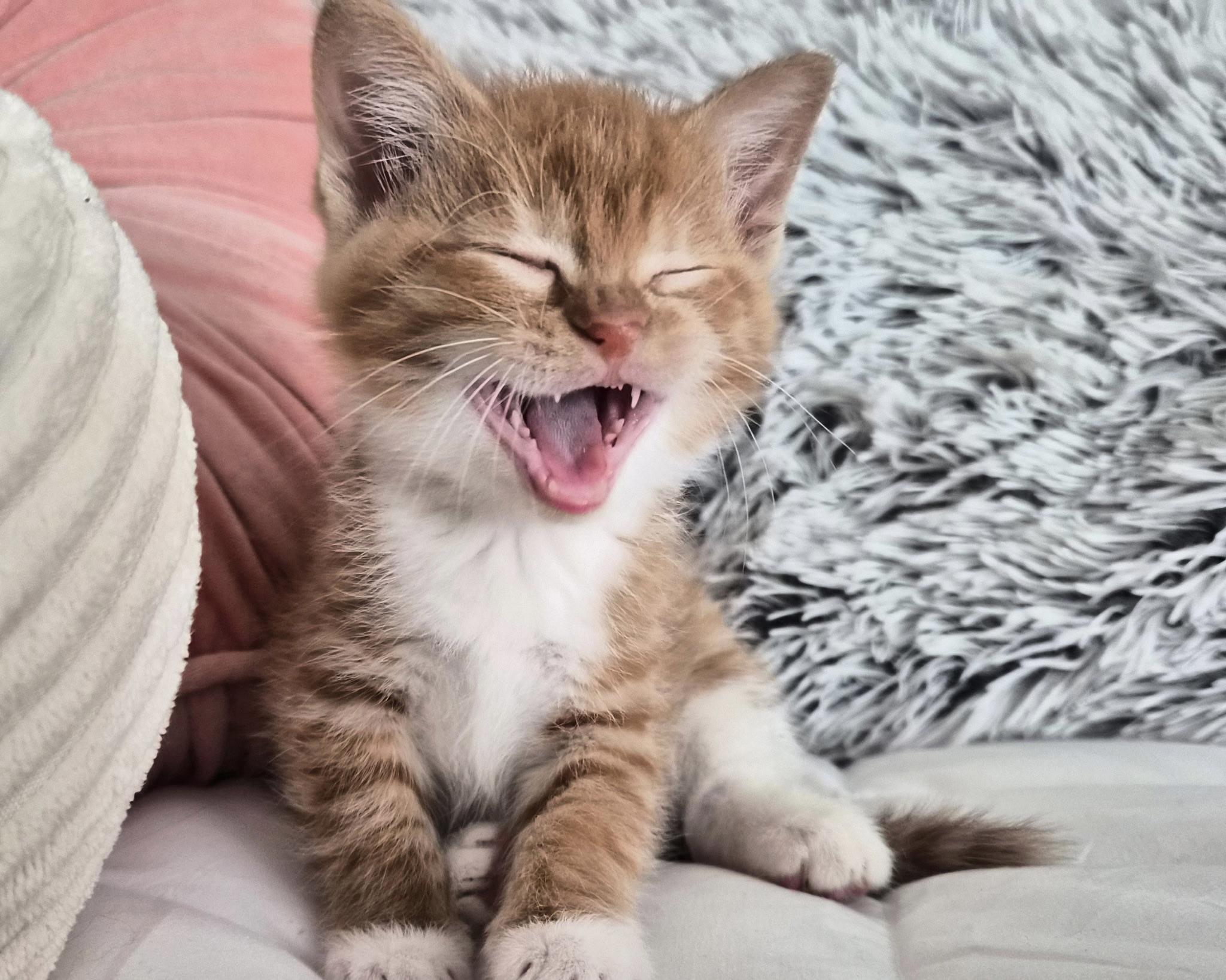 Fanta, an adopted mixed breed in San Antonio, TX image 3/4