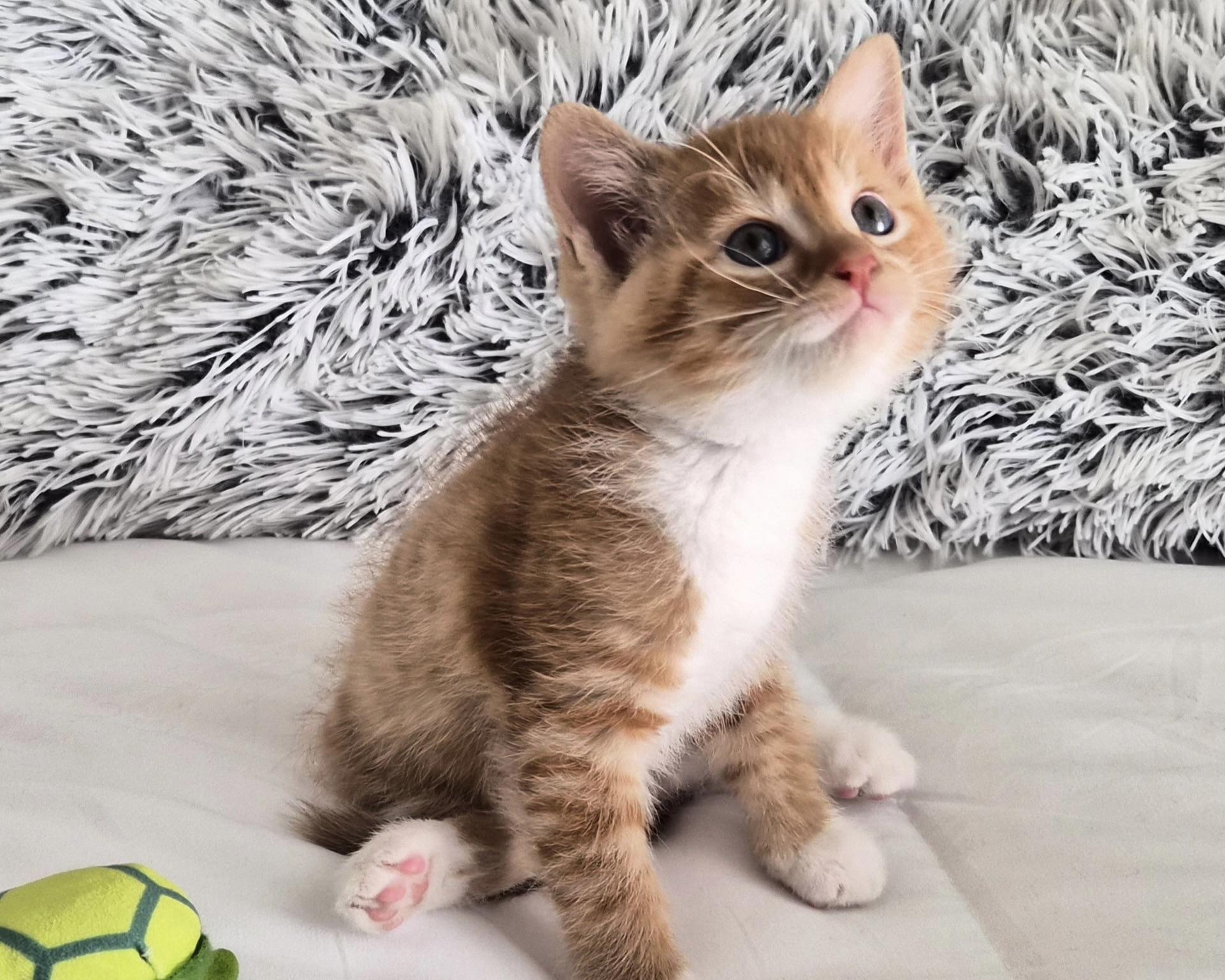 Fanta, an adopted mixed breed in San Antonio, TX image 2/4