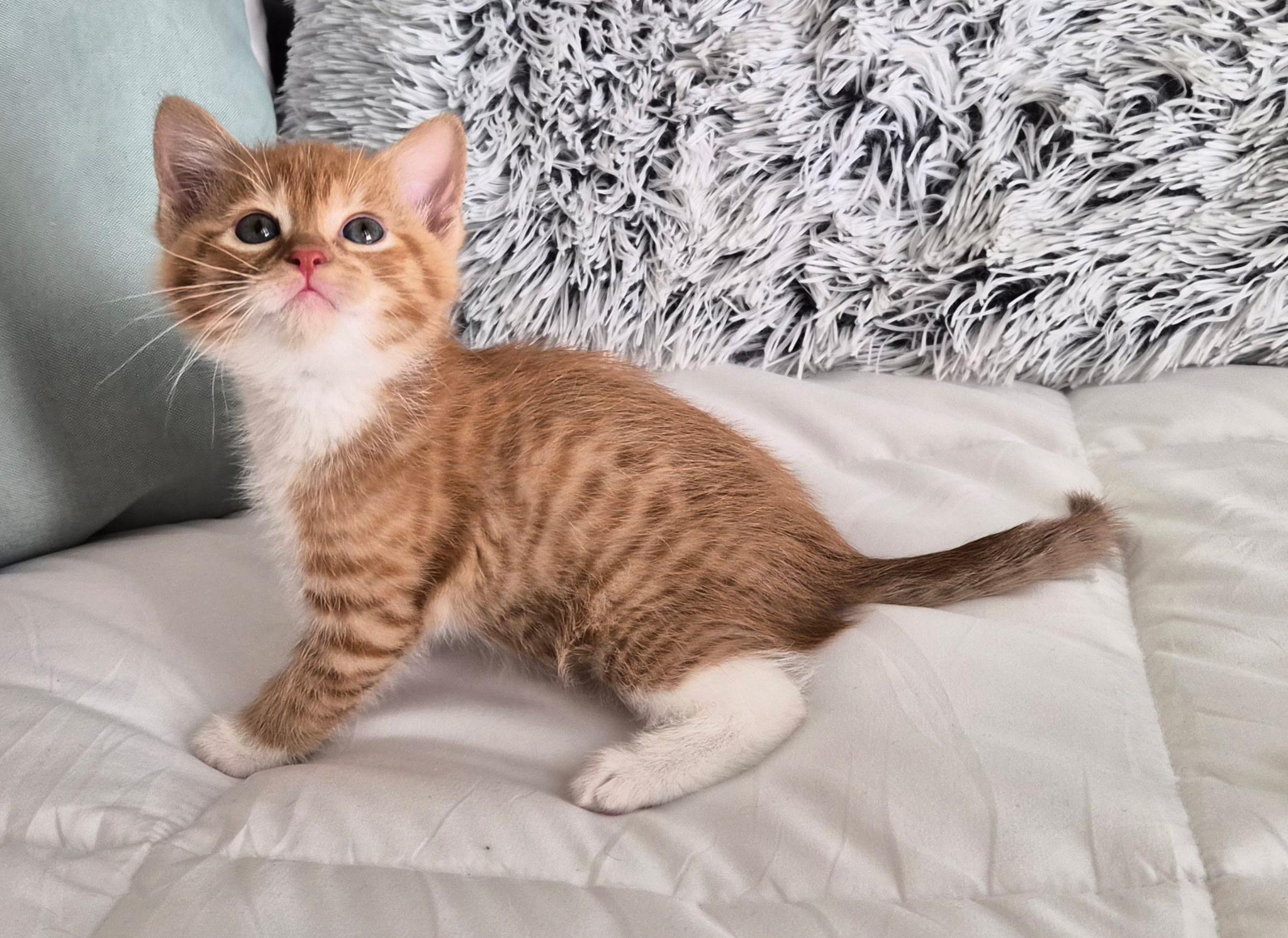 Fanta, adopted, Kitten Male Domestic Short Hair.