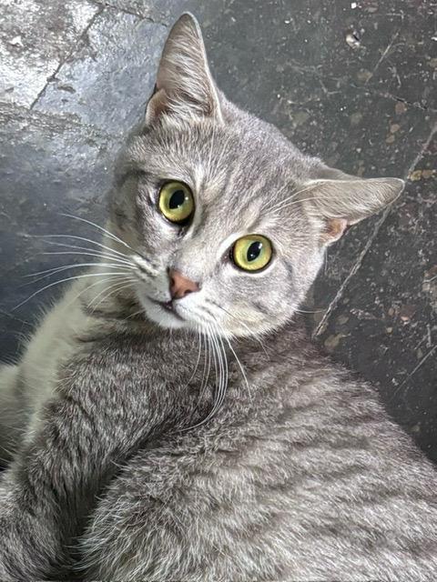 Enlarge LUCAS, a ADOPTABLE Tabby in Churchville, PA image 1/1