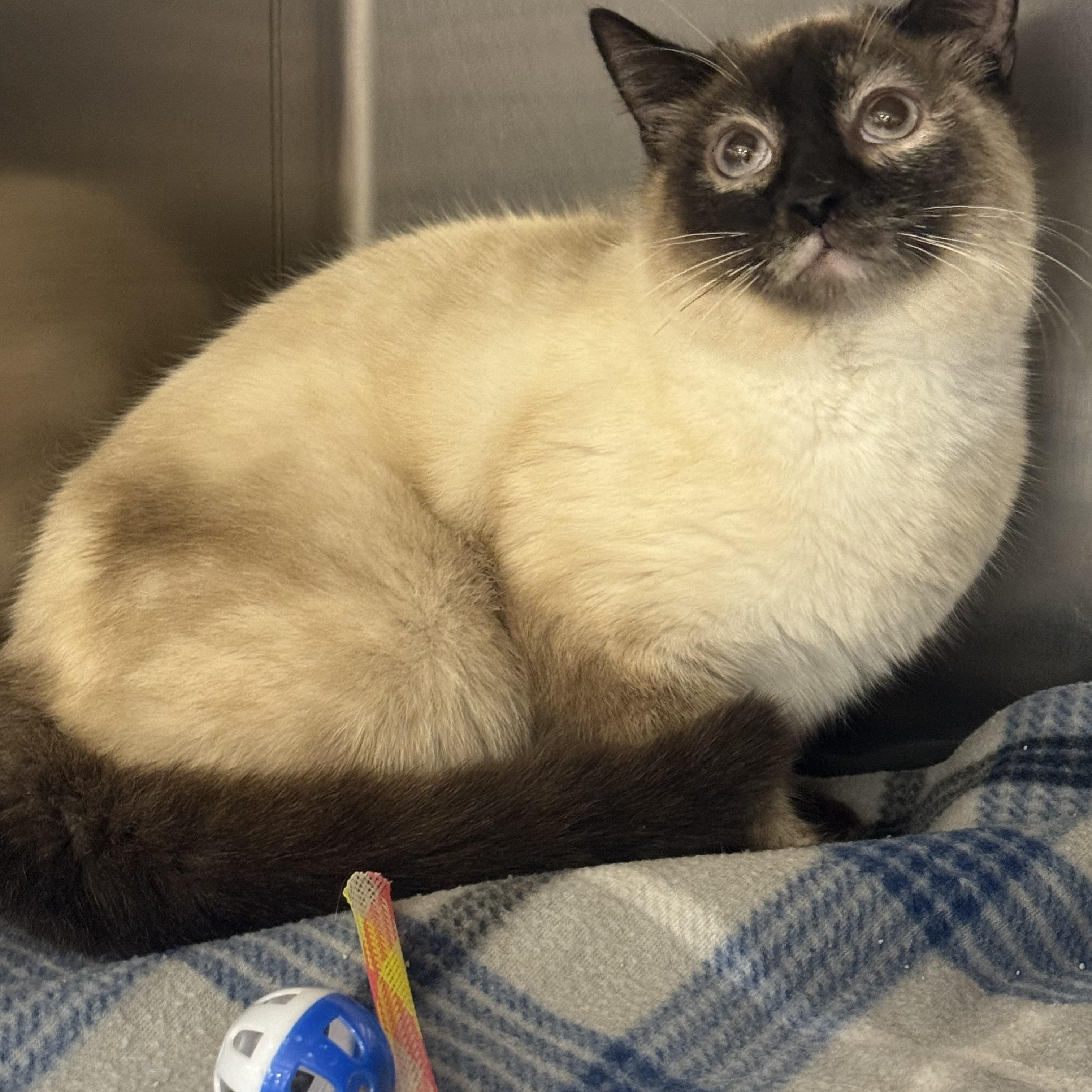 Enlarge Bindi, an adopted mixed breed in Fredericksburg, VA image 2/3