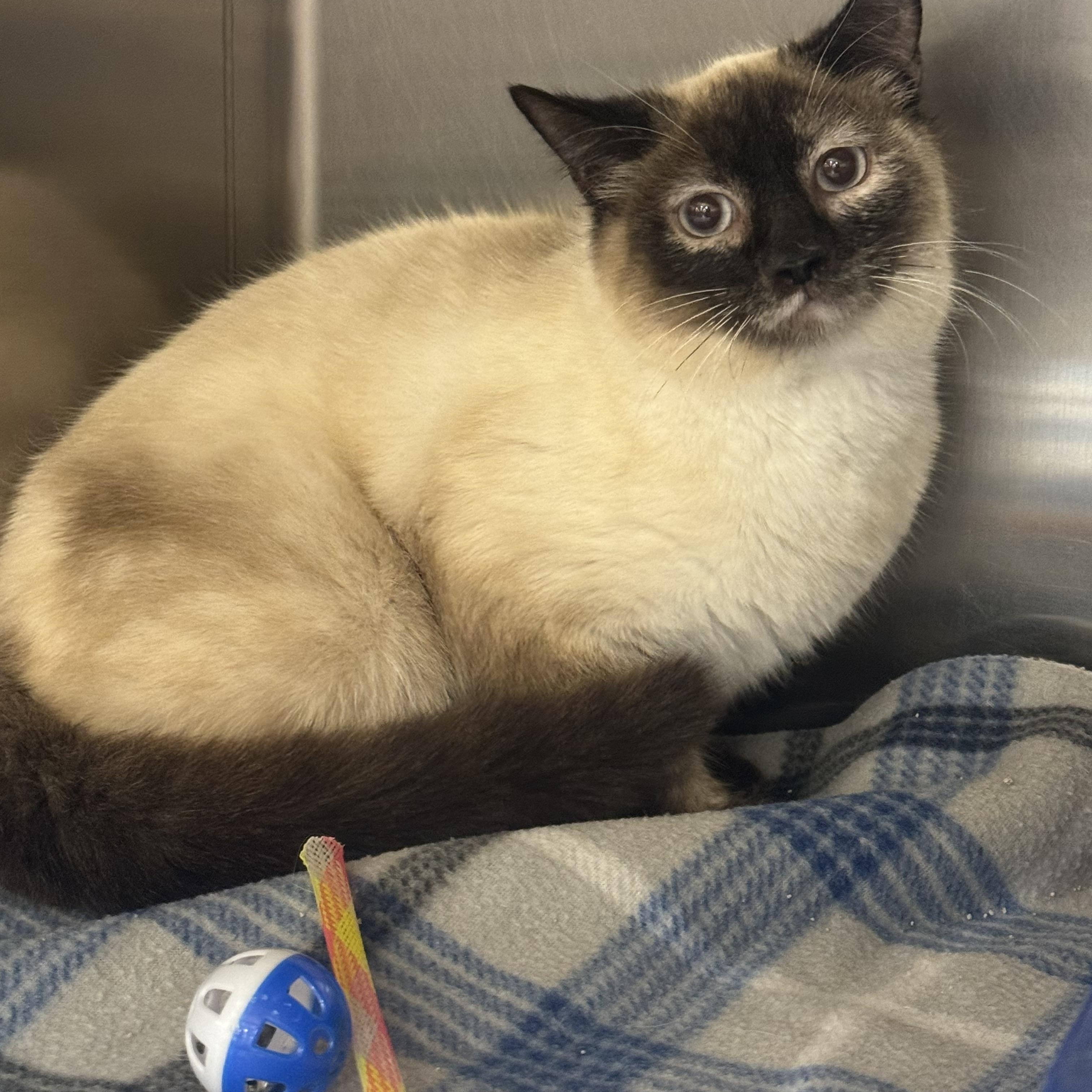 Bindi, adopted, Adult Female Siamese.