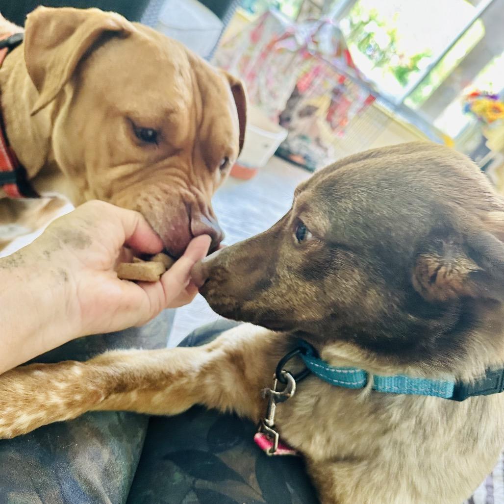 Enlarge Saffron, a Adoptable mixed breed in Avon, OH image 6/6
