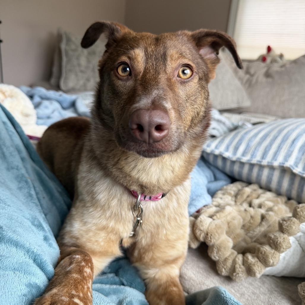 Enlarge Saffron, a Adoptable mixed breed in Avon, OH image 2/6