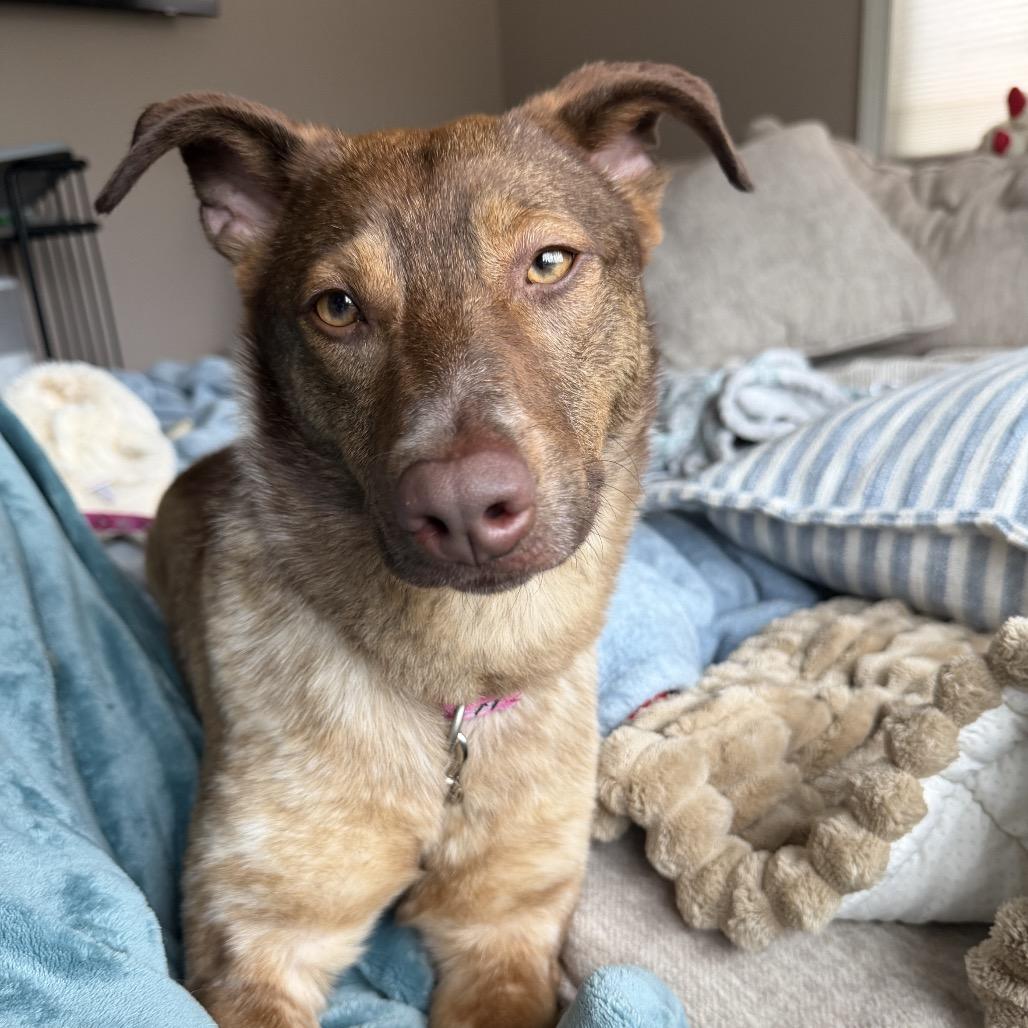 Enlarge Saffron, a Adoptable mixed breed in Avon, OH image 3/6