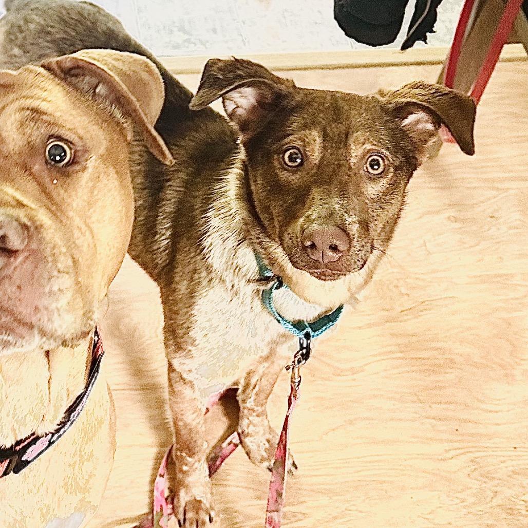 Saffron, Adoptable, Young Female Collie & Cattle Dog.