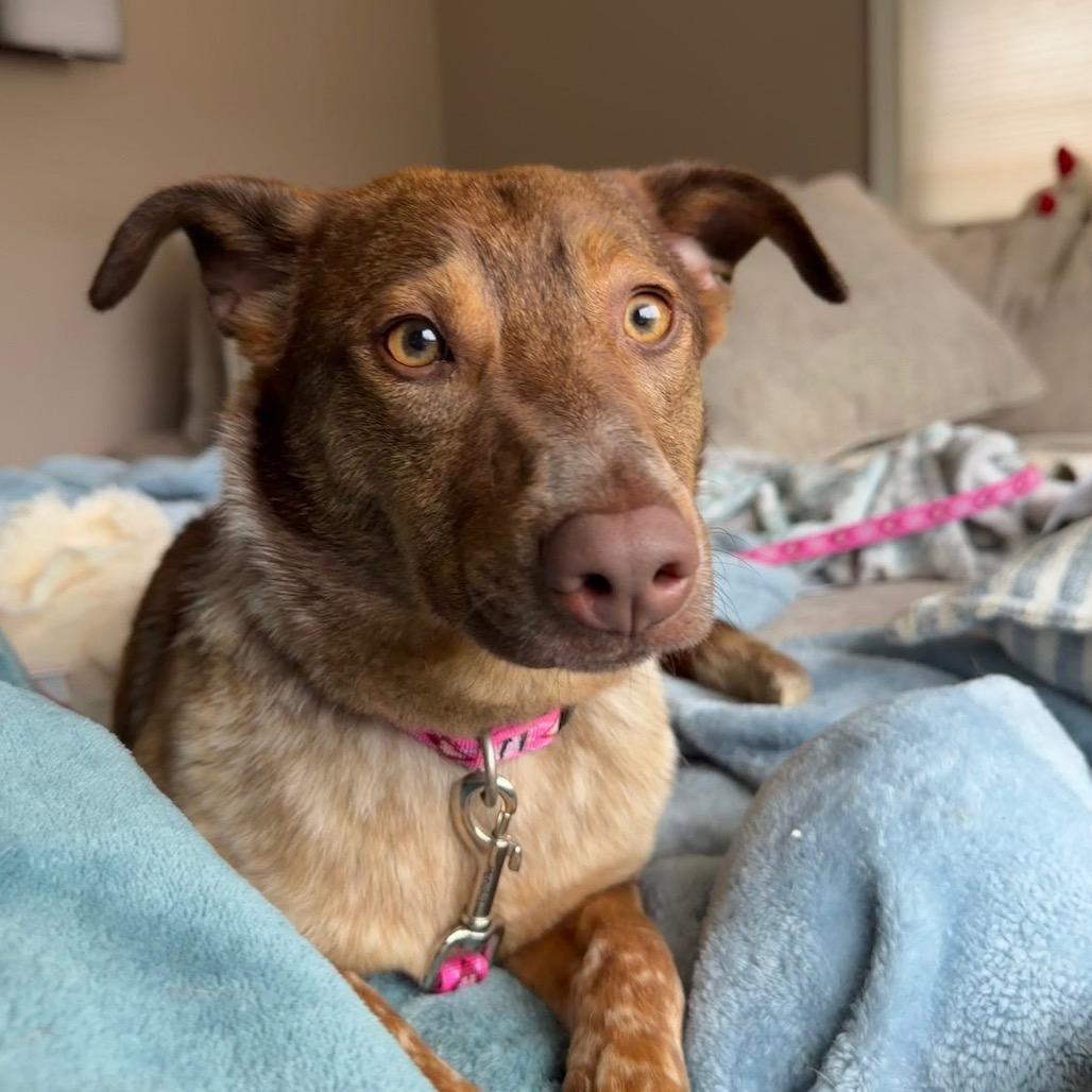 Enlarge Saffron, a Adoptable mixed breed in Avon, OH image 5/6