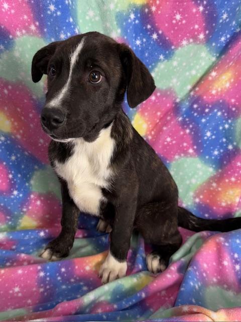 Harvest, a Adoptable mixed breed in East Sparta, OH image 2/6