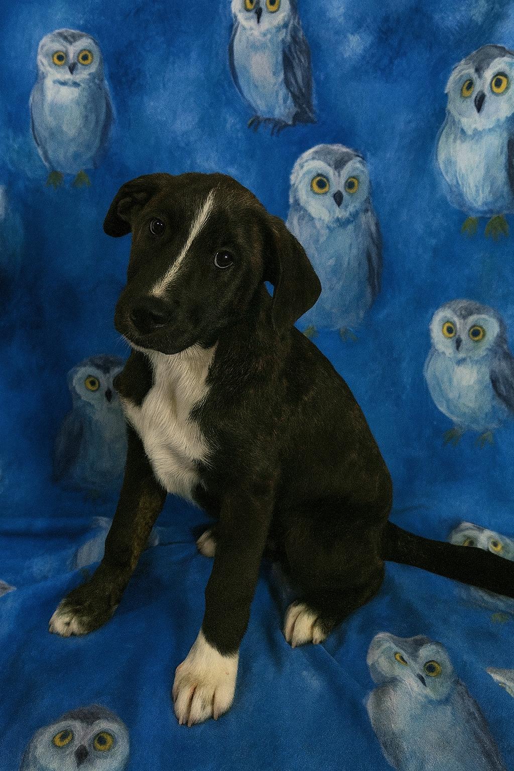 Harvest, a Adoptable mixed breed in East Sparta, OH image 5/6