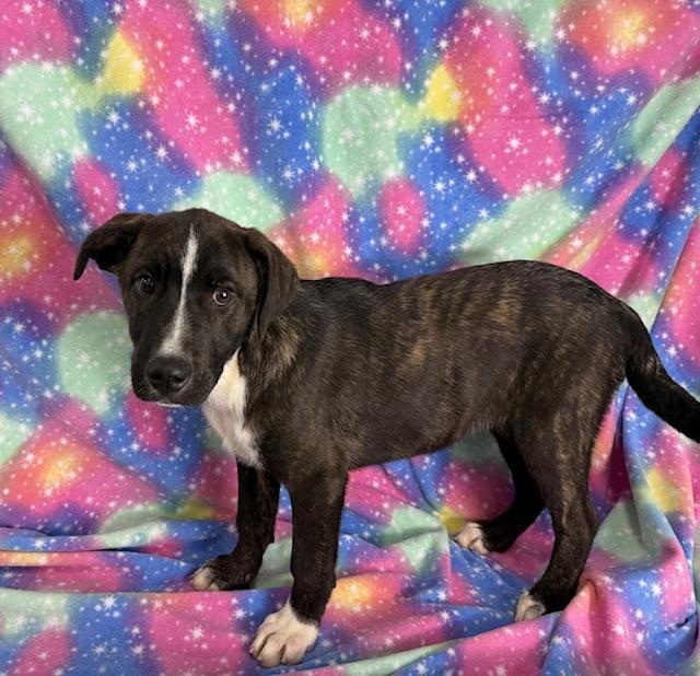 Harvest, a Adoptable mixed breed in East Sparta, OH image 3/6