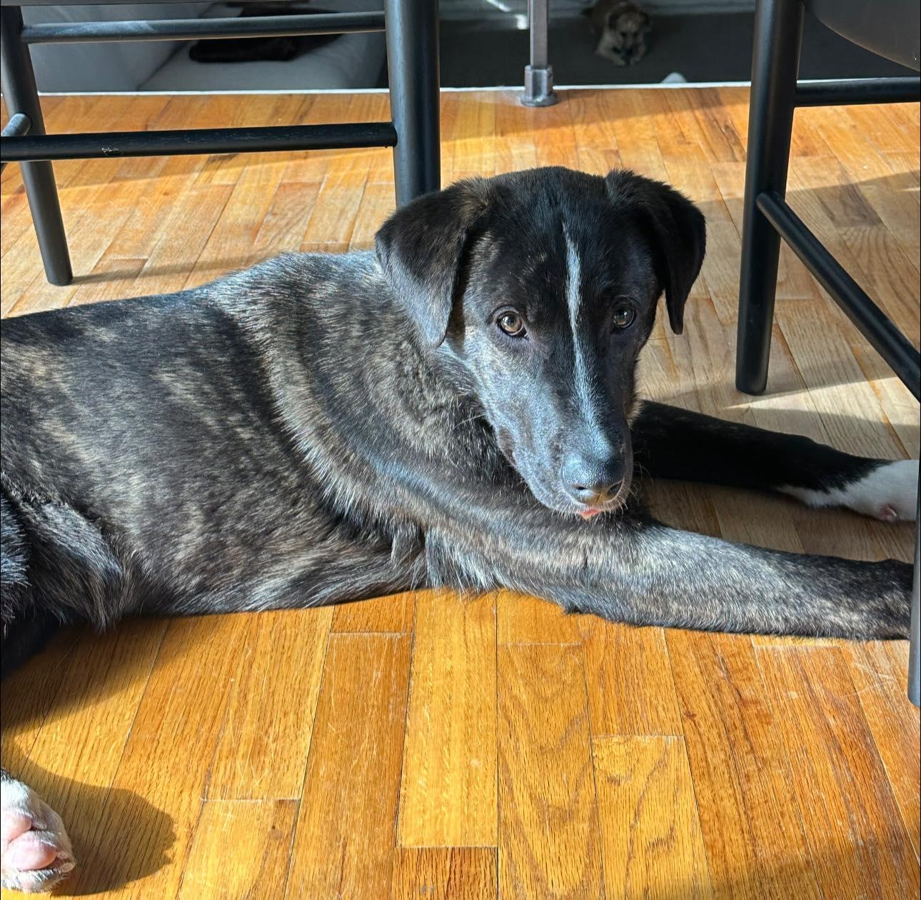 Enlarge Harvest, a Adoptable mixed breed in East Sparta, OH image 1/5