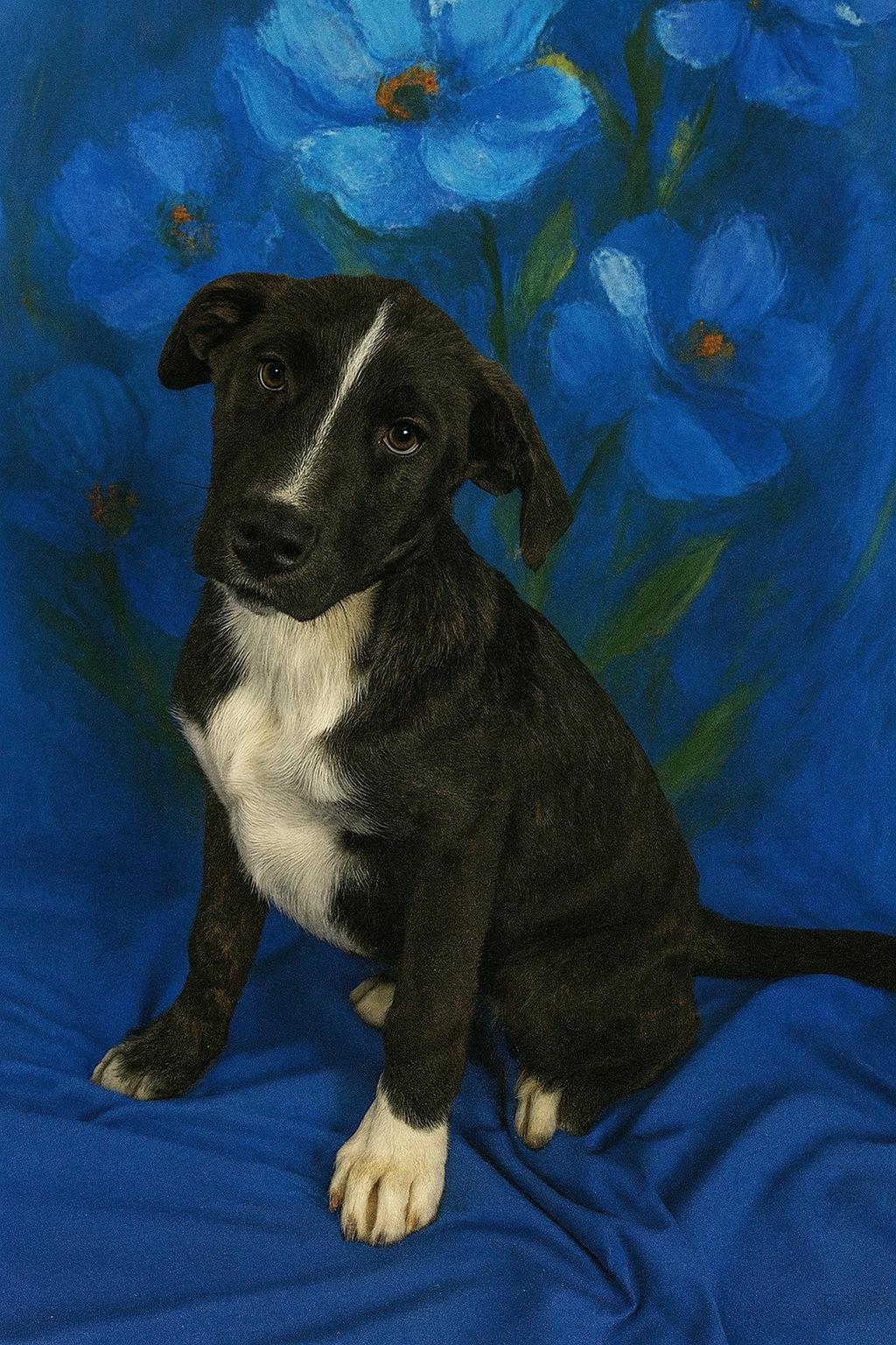Harvest, a Adoptable mixed breed in East Sparta, OH image 6/6